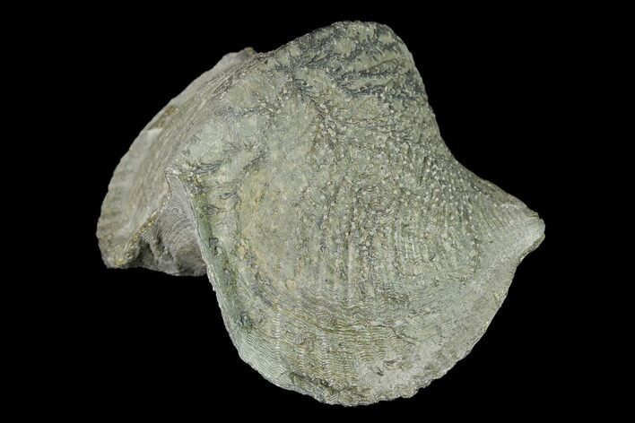 Large, Pyrite Replaced Brachiopod (Paraspirifer) Fossil - Ohio #142128